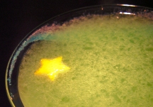 hoshi-004.JPG